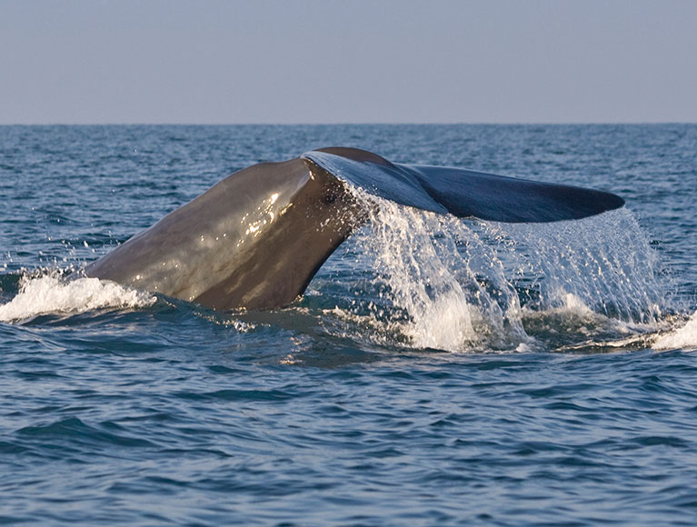 Blue whale tail rising from the ocean off Mirissa, Sri Lanka