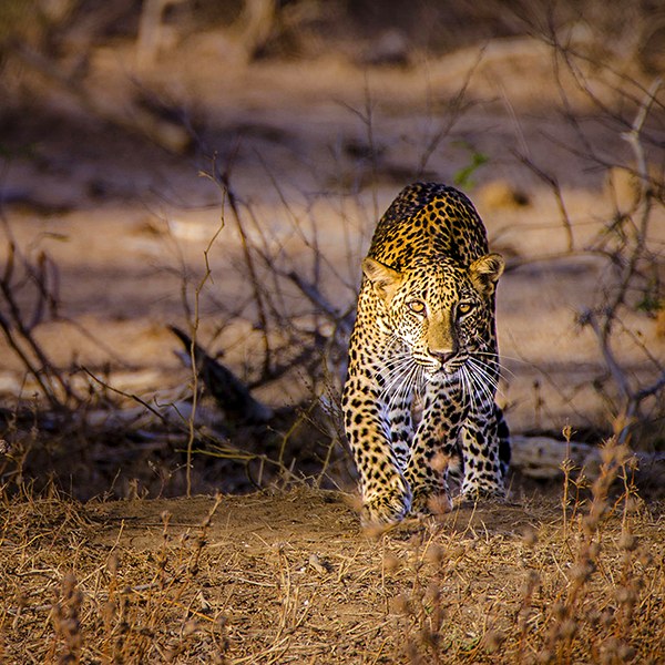 Sri Lankan leopard photographed for Sri Lanka Tourism
