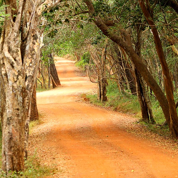 Tree-lined forest track landscape in Wilpattu National Park, Sri Lanka