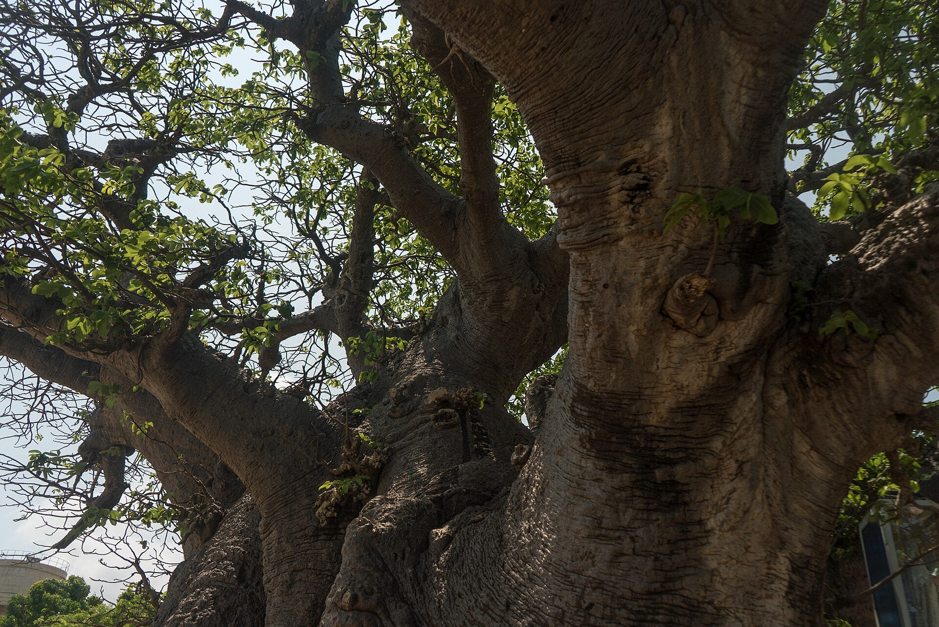 The ancient baobab tree in Mannar, Sri Lanka