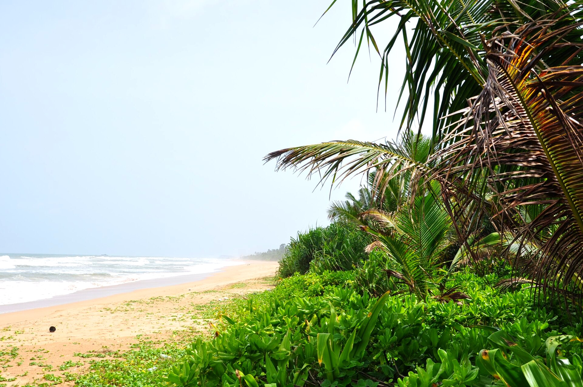 Golden sand, surf and palms at Bentota Beach