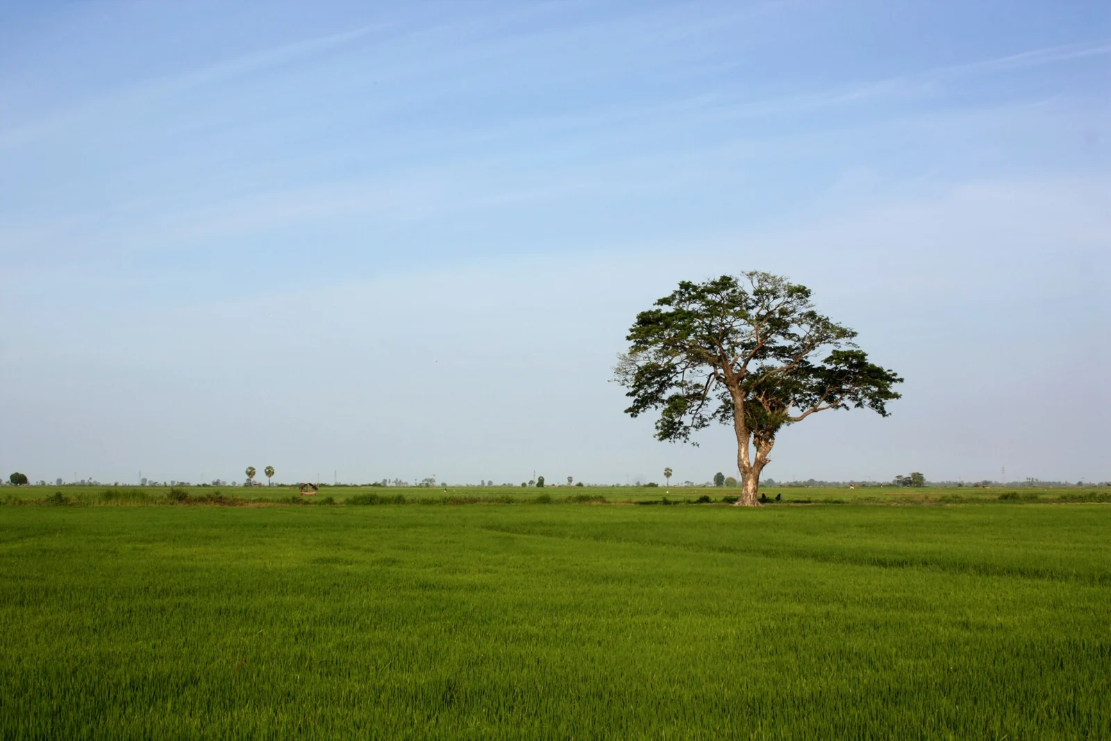 Green rice fields in Sammanthurai, Ampara District, Sri Lanka