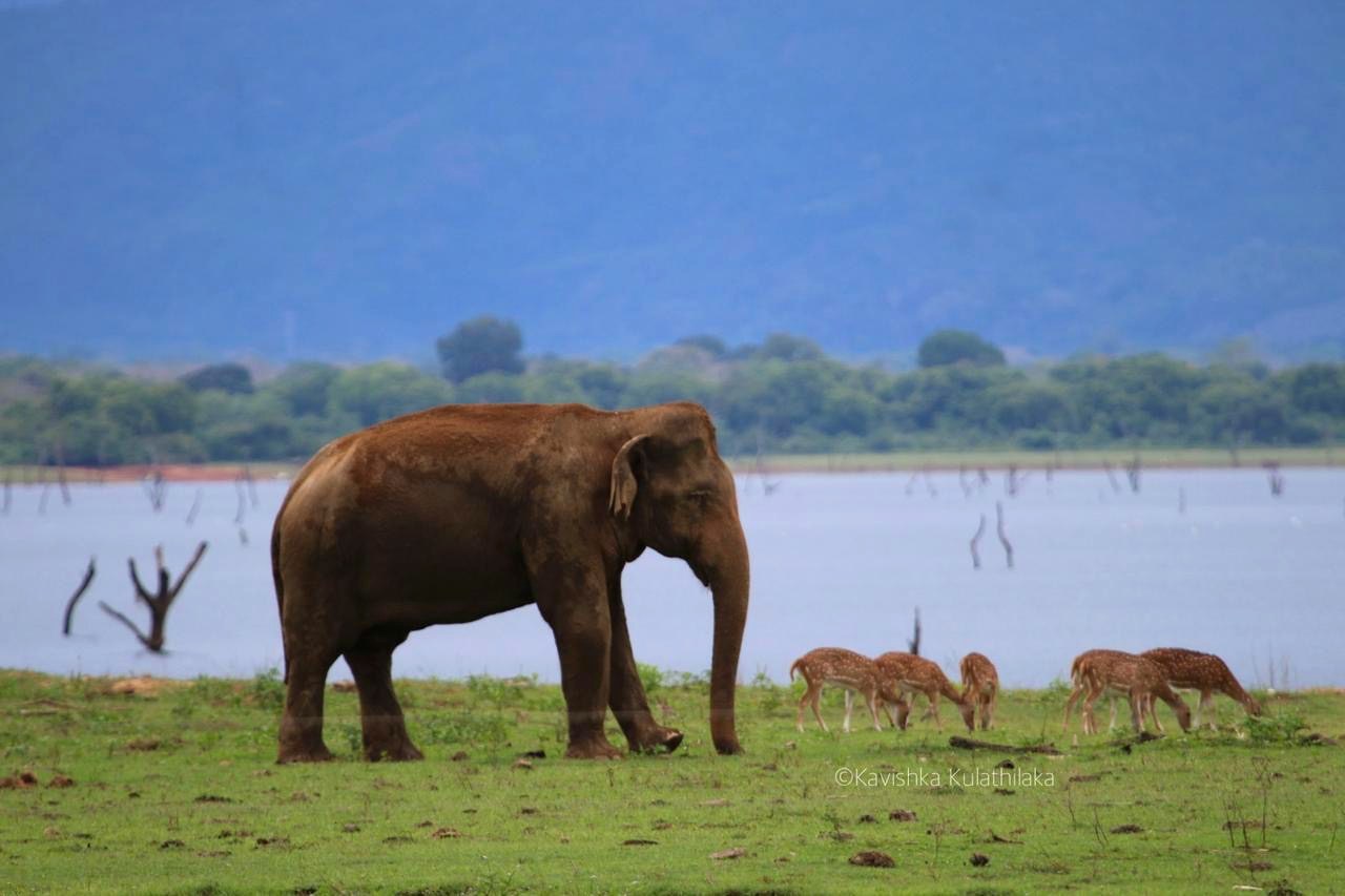 Wild elephant and spotted deer near the Udawalawe reservoir