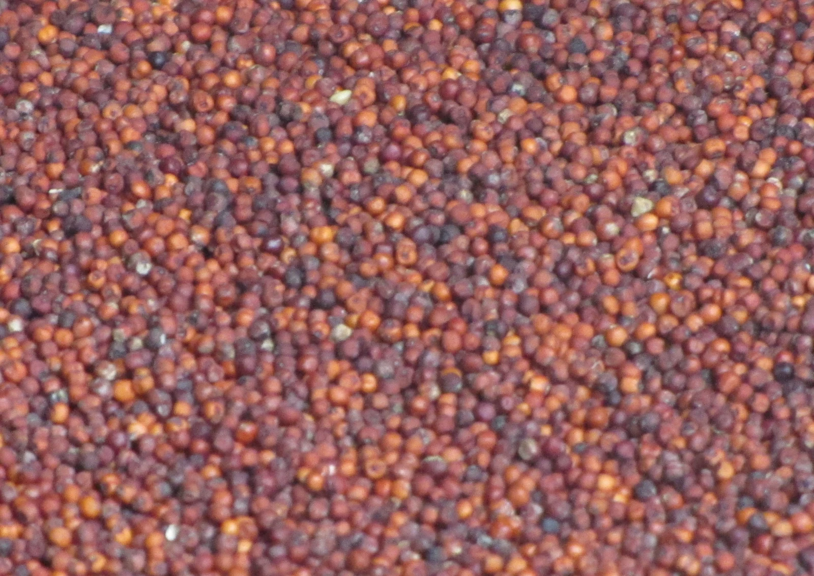 Finger millet grains, the ingredient used for kurakkan roti and helapa