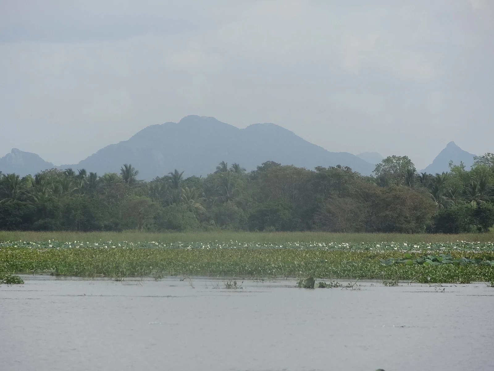 Lotus-covered Hiriwadunna Lake with mountains beyond the water