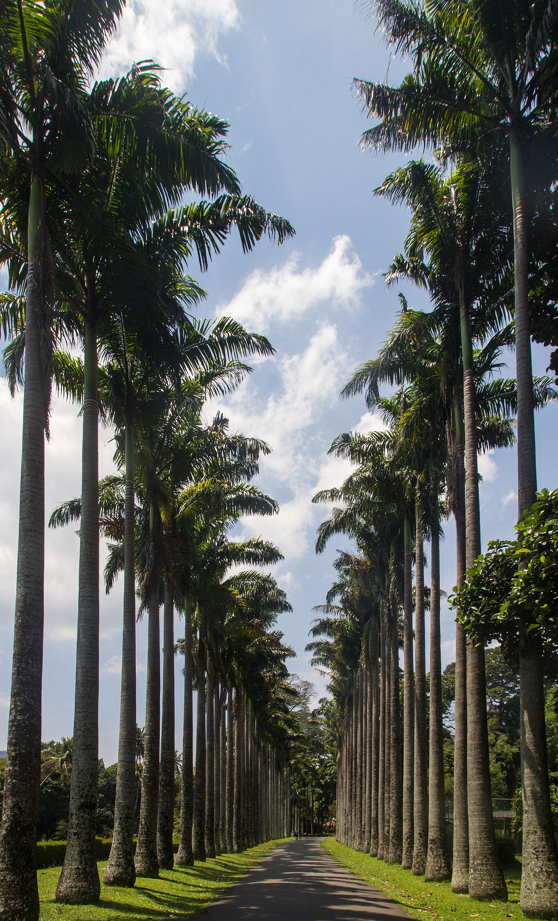 Royal Palm Avenue at the Royal Botanic Gardens, Peradeniya
