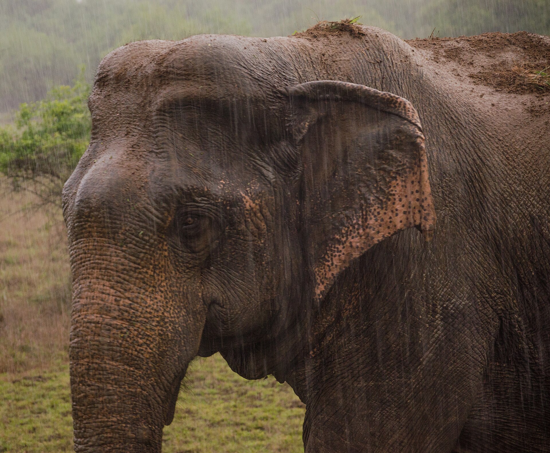 Wild elephant in Wasgamuwa National Park, Sri Lanka