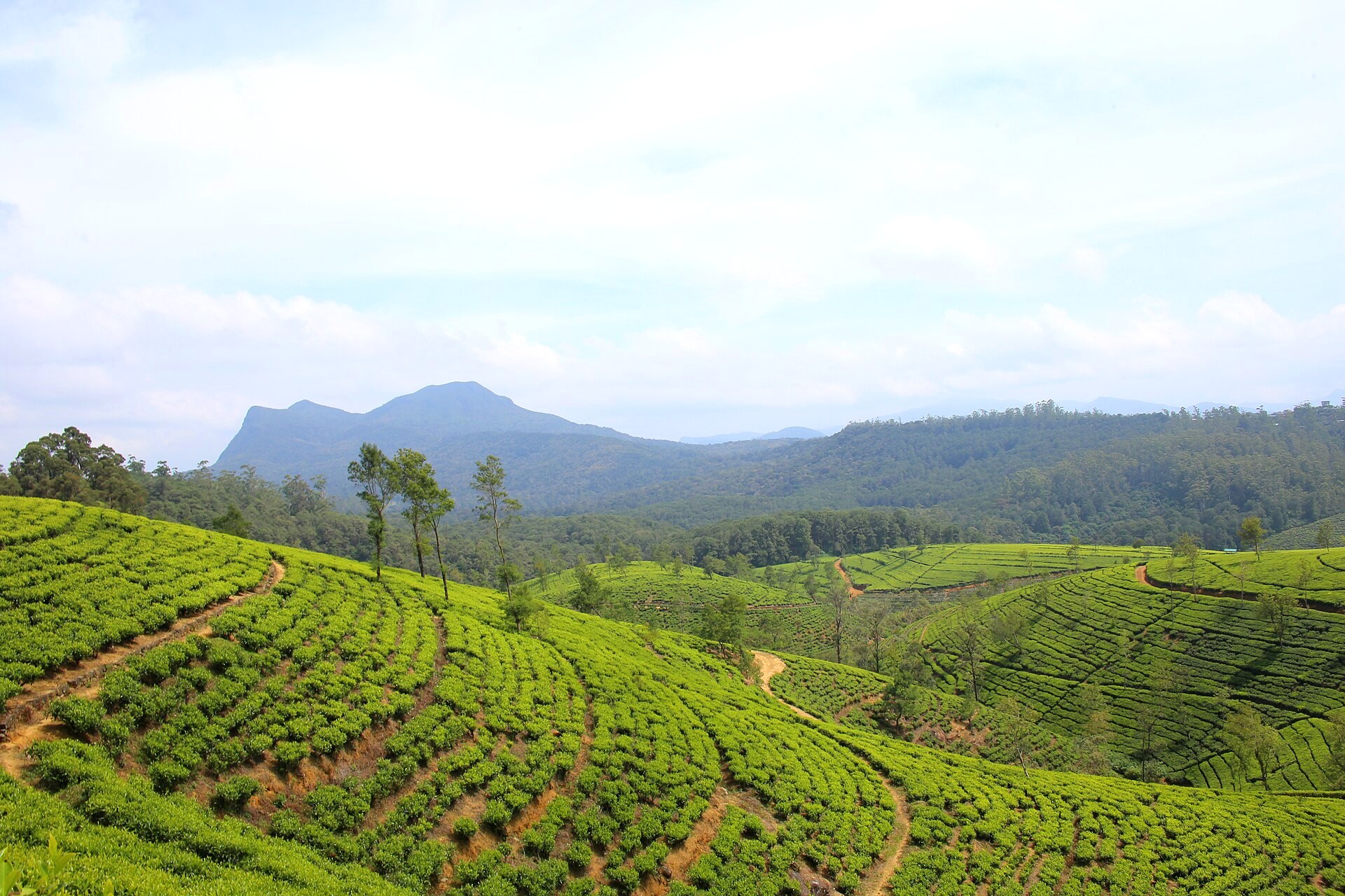 Tea plantation on the hills around Nuwara Eliya