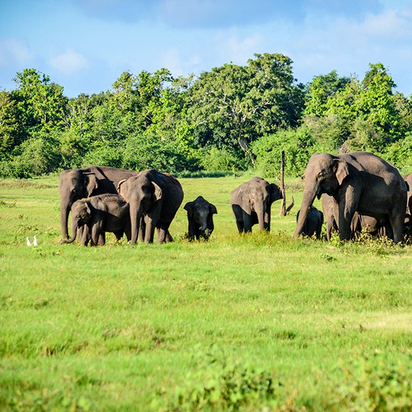 Elephants in Minneriya National Park