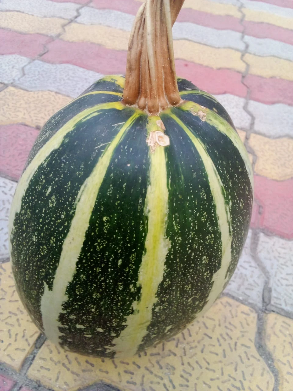 Pumpkin ingredient, shown before cooking