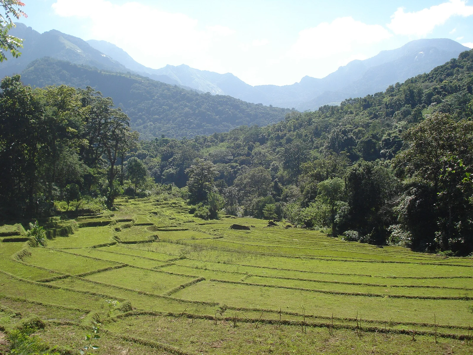 Terraced paddy fields in Meemure village