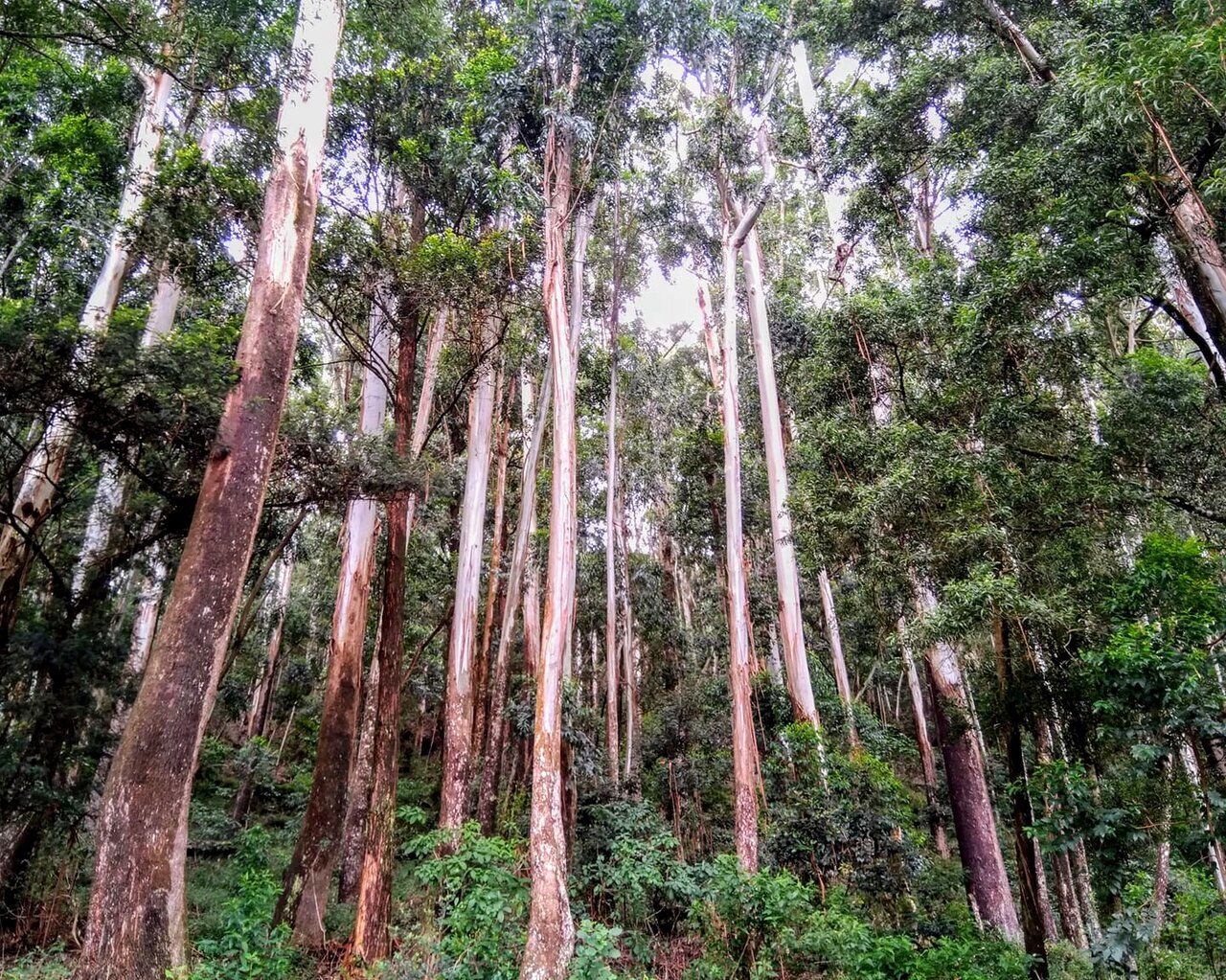 Tall rainforest trees in Sinharaja Forest
