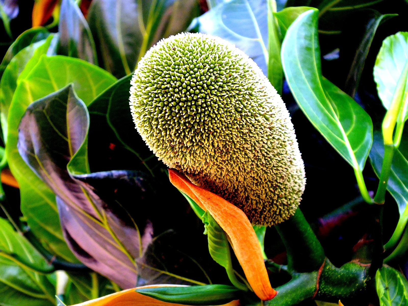 Young jackfruit, the main ingredient in Sri Lankan polos curry.